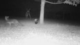 A deer, a skunk and a fox meet in this great trail cam photo