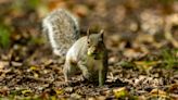 Birth control plan to cut grey squirrel numbers ‘shows promising signs’