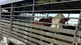 4 cows 'taken into custody' for trespassing - WBBJ TV