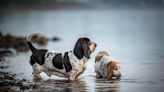 'Lazy' Basset Hounds Exploring Beach in Slow Motion Are Too Funny