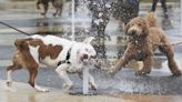 No Comment. Pataugeoire pour les animaux domestiques... quand les températures grimpent