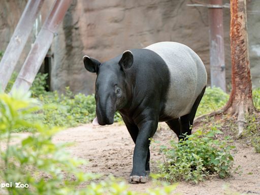 世界貘日 台北動物園準備迎接新寶貝 | 蕃新聞