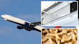 Delta passengers showered with maggots after they fell from plane’s overhead compartment