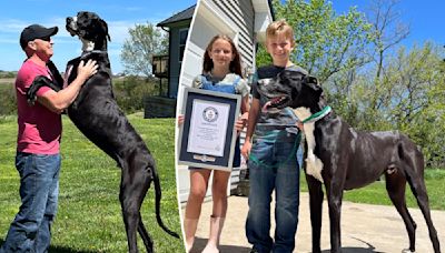 World’s tallest dog, Kevin, dies days after earning Guinness record title