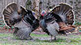 Spring turkey season kicks off - The Martha's Vineyard Times