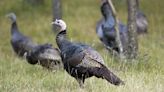 Keep your eyes open for wild turkeys this month, report sightings to the DNR