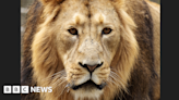 Dublin Zoo: Kushanu forms strong bond with female lion