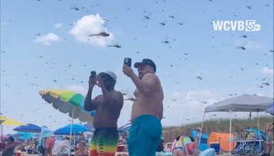 A dragonfly apocalypse! Thousands of bugs ruin a perfect day for Rhode Island beachgoers