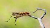 Washington plans aerial spraying in two counties to kill tree-destroying spongy moth