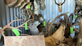 Looking for a deal on taxidermy? This Arizona Game and Fish auction will sell unique goods