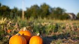 It's time to pick some pumpkins. Here are patches and farms open this fall in the Topeka area.