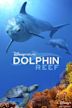 Delfines: La vida en el arrecife