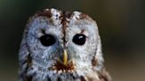 Superb Owl weekend has arrived! Enjoy the fruits of your typo.