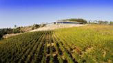 Acima de 90 pontos: conheça o melhor vinho da região do Dão, em Portugal