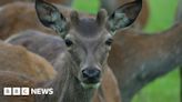 Dyslexia school serves venison from its own deer farm