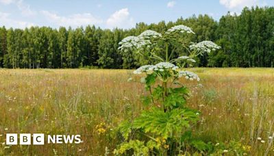 Sunderland boy hurt after touching giant hogweed in Ryhope park