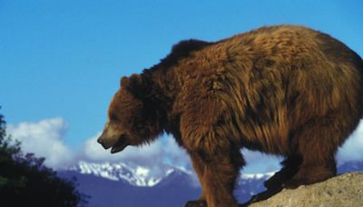 Frontier myth vilified the California grizzly. Science tells a new story.