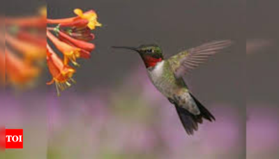 How putting mini backpacks on birds help researcher solve 200-year mystery - Times of India