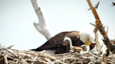 Standley Lake bald eagle pair welcome 3 eaglets