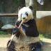 Basi (giant panda)