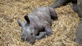 Female rhino born at safari park