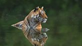 Tiger conservation supported by latest photo book in acclaimed wildlife series