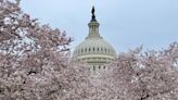 DC's cherry blossom season announced: Will peak bloom come early?