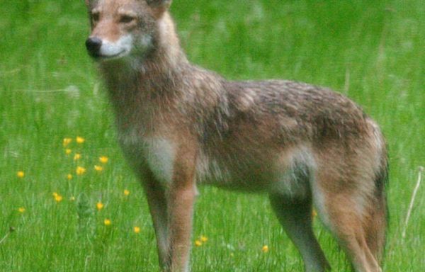 Mass. woman getting rabies shots after apparent coyote attack