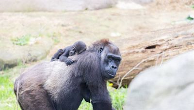 WATCH: Baby gorilla Jameela’s surrogate mom turns 50 at Cleveland Metroparks Zoo