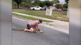 Vídeo | Un hombre captura a un cocodrilo de grandes dimensiones con sus propias manos en plena calle