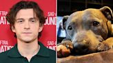 Tom Holland Says He’s ‘Missing My Lady’ in Sweet Post About His Late Dog Tessa