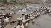 Xinjiang herdsmen begin seasonal livestock transfer to greener pastures