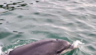 PICTURES: Dolphins delight day tripper with memorable birthday surprise