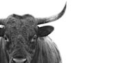 Smile, it's a bull market in stocks: Morning Brief