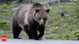 Canadian province's move to lift ban on Grizzly Bear hunting draws criticism from conservationists - Times of India