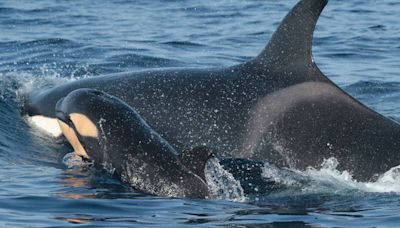 Consejos del MITECO y el MITMA en caso de avistamientos con orcas en el Estrecho