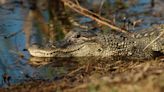 Collier County man bitten by 11-foot alligator while walking dogs, FWC, sheriff's office say