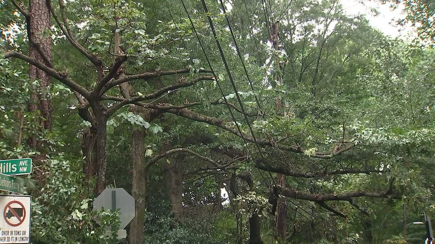 Atlanta homeowner wants electric company to pay, accusing tree trimmers of killing Dogwoods