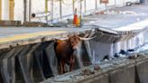 Runaway Bull on Tracks Stops Trains and Stuns Commuters During Morning Rush Hour in New Jersey