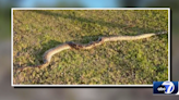 Burmese pythons slithering further north in Collier County