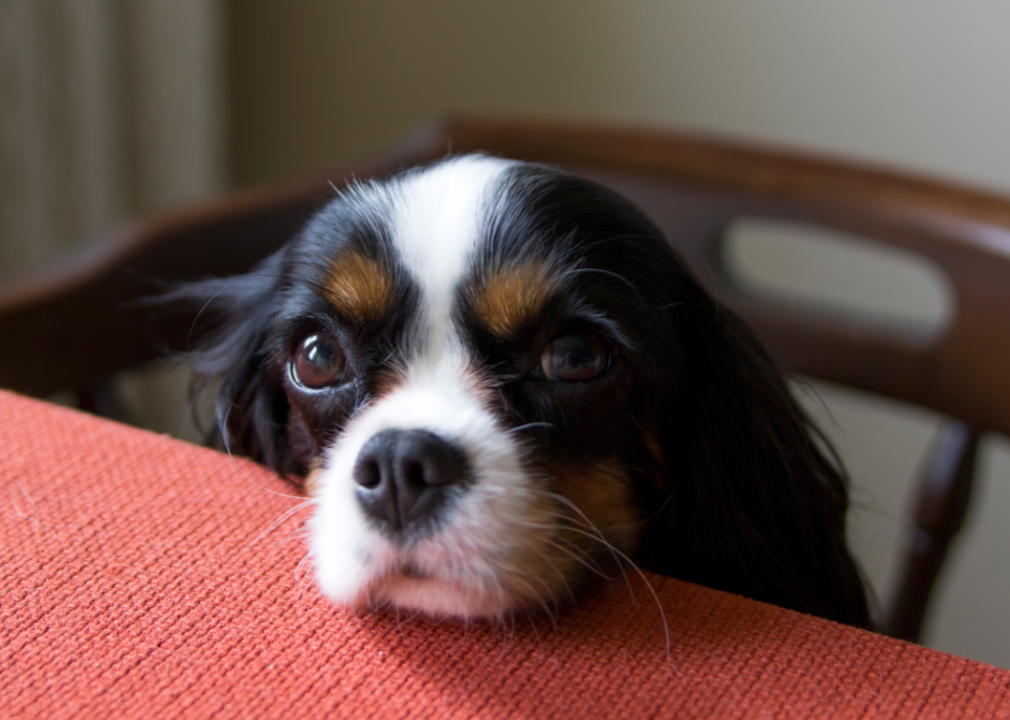 29 common human foods you may not realize are poisonous for your dog