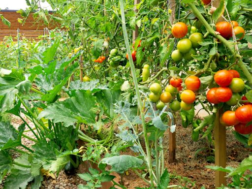 What Not to Plant with Tomatoes: 10 Companions to Avoid