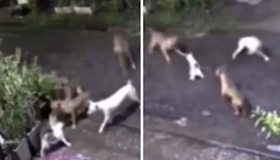 Caught On Camera: Cat's Heroic Act To Save Kitten From Street Dogs - News18