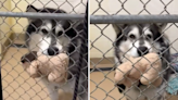 Dog abandoned for being too big doesn't understand why "nobody wants him"