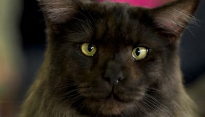 Video of Maine Coon Licking His Giant Paws Has People Obsessed