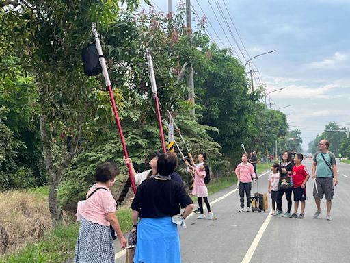 嘉縣鹿草鄉芒果路樹結實累累 公所封路重拾兒時打芒趣