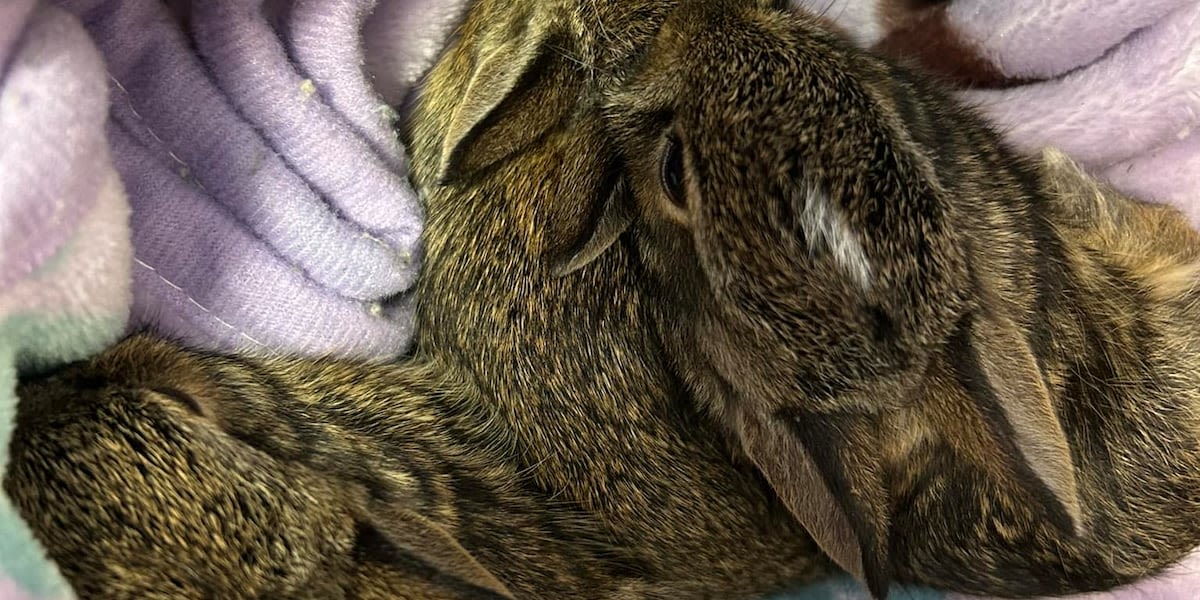 Wallingford animal control posts ‘dos and don’ts’ of helping wildlife after cottontail drop off