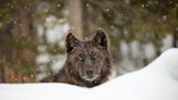 Wolf restoration in Colorado shows how humans are rethinking their relationships with wild animals