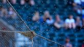 Bee Game: Dodgers and Diamondbacks delayed due to bee swarm