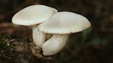 Psilocybin Shows Promise for Treatment-Resistant Depression – But Is It Safe?